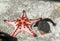 Black sea cucumber and Starfish and shellfish