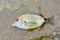 Black Sea Diplodus annularis on the seashore