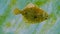 Black Sea, European flounder Platichthys flesus luscus floats in the water column