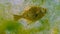 Black Sea, European flounder Platichthys flesus luscus floats in the water column
