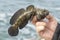 Black Sea goby in the hands of a fisherman. Fishing is a personâ€™s hobby