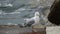 Black Sea gull with an expressive gaze on the parapet against the background of the sea.