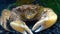 Black Sea, Invasive crab, invader Rhithropanopeus harrisii Zuiderzee crab, dwarf crab, estuarine mud crab