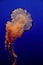 Black Sea Nettle in Monterey Aquarium in California