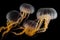 Black sea nettle, Rare orange jellyfish, dark background. AI generated.