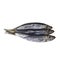 Black sea sprat isolated on a white background