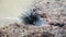 Black sea urchin in the coral rocks close-up shot