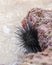 Black sea urchin in the coral rocks close-up shot