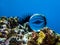 Black Sea Urchin Spines Captured in Glass Ball Reflection on Reef