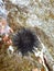 Black sea urchin on the stones