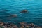 Black seabirds sit on a rock and rest.