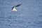 Black seagull fishing