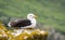 Black seagull at Saltee Island, Ireland