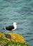 Black seagull at Saltee Island, Ireland