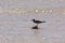 A black seagull stands on a stone in the middle of the sea