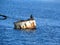 Black seal on a buoy