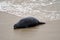 A black seal is lying lonely on the sand of California beach in USA.