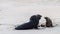 Black seal performing mating ritual to a female