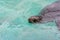 A black seal swimming in a aquarium