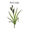 Black sedge carex nigra , medicinal plant