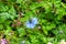 Black seed, Nigella Sativa plant, blue flower.