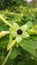 The Black Seeds and Light Green Petals of Mirilis Jalapa