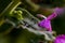 The black seeds from the white violet going on the leaf