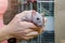 Black self fuzz standard rat, bald gray rat without fur sitting on woman hands near its cage, symbol of new year 2020