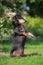 Black senior dachshund dog outdoors