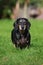 Black senior dachshund dog outdoors