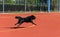 Black service dog running on agility course