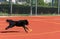 Black service dog running on agility course