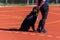 Black service dog sitting by trainer on agility course