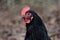 Black Sexlink Hen Stock Photo by ZDS