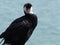 Black Shag Bird, Akaroa, New Zealand