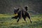 A black shaggy bearded mongrel puppy plays with a ball in a spring park on a sunny day. The dog walks in a green