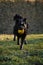 A black shaggy bearded mongrel puppy plays with a ball in a spring park on a sunny day. The dog walks in a green