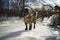 A black shaggy dog in a green suit. The Belgian griffon walks on the ice of the river on a sunny day.