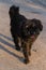 Black shaggy dog, Mixed-Breed