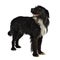 Black shaggy dog standing