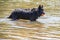 Black shaggy dog standing in the water with an orange tennis ball in his mouth that he`s just caught - close-up