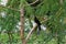 Black Shalik birds in tree. Cute little bird. Blue nature background.