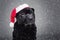 Black shar pei in xmas hat