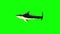 Black shark swim looped chroma key