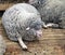 Black sheep domestic merino sheep