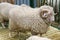 Black sheep domestic merino sheep