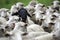 The black sheep in the group, one black faced sheep in a group of white sheep, herd