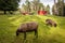 Black Sheep herd grazing on grass in Mariebergsskogen park on summer day In Karlstad , Sweden