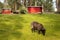 Black Sheep herd grazing on grass in Mariebergsskogen park on summer day In Karlstad , Sweden