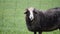 Black sheep with horns eating fresh grass